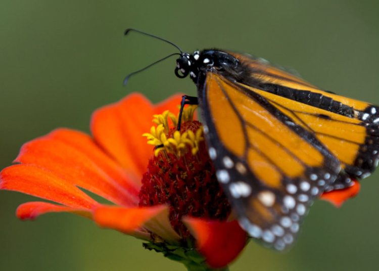México lanza rastreo de mariposa monarca