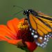 México lanza rastreo de mariposa monarca