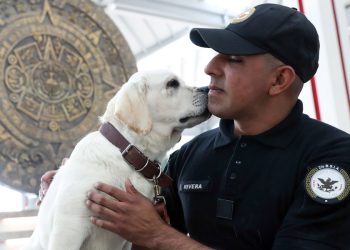 Programa del AIFA ayuda a reducir estrés al volar con perros