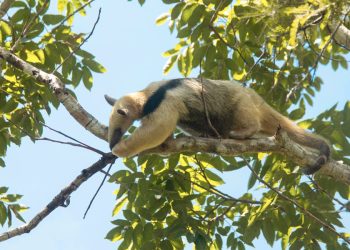 Devuelven a su hábitat a dos osos meleros
