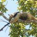 Devuelven a su hábitat a dos osos meleros
