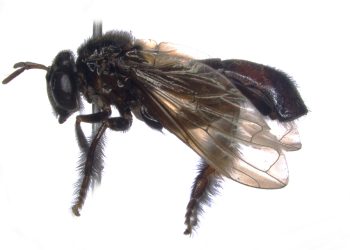 Describen una nueva mosca en la Amazonía que imita a las abejas sin aguijón