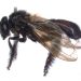 Describen una nueva mosca en la Amazonía que imita a las abejas sin aguijón