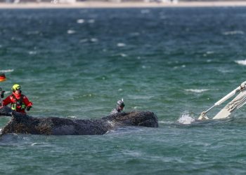 Ballena jorobada varada en la costa alemana