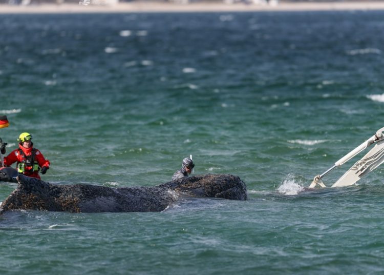 Ballena jorobada varada en la costa alemana