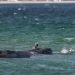 Ballena jorobada varada en la costa alemana