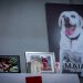Cruz Roja Puebla despide a Maia, heroína del equipo K-9