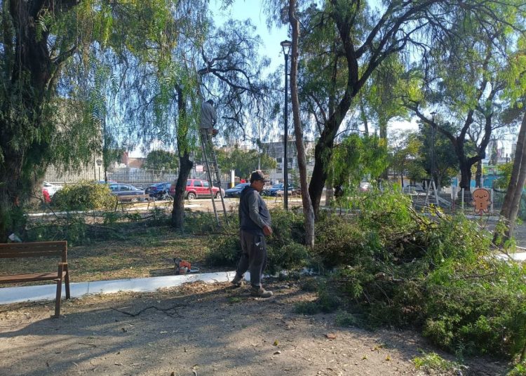 Interviene Gobierno de Pepe Chedraui más de 460 mil metros cuadrados con poda y chapeo en 2026