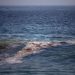 Oenegés denuncian que derrame en golfo de México inició en febrero en Campeche