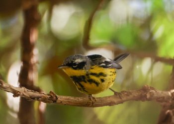 Guatemala registra su riqueza aviar