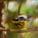 Guatemala registra su riqueza aviar
