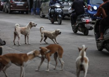 Masivo rescate de perros y gatos en Los Ángeles