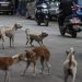 Masivo rescate de perros y gatos en Los Ángeles