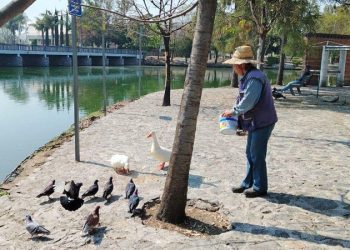 Patos y otras especies del Parque Ecológico gozan de buena salud