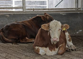 Puebla refuerza control del gusano barrenador