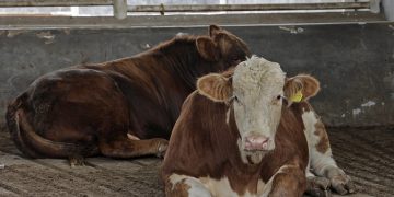 Puebla refuerza control del gusano barrenador