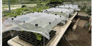 Investigadores de la BUAP proponen utilizar la física para proteger cultivos prioritarios