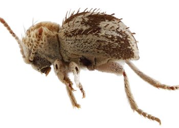 Descubren una nueva especie de ‘escarabajo araña’ en Perú