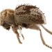 Descubren una nueva especie de ‘escarabajo araña’ en Perú
