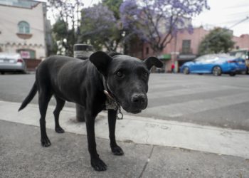 Polémica por el sacrificio de más de 10.000 perros