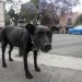 Polémica por el sacrificio de más de 10.000 perros