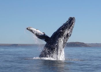 Seguimiento a una ballena sugiere nueva ruta migratoria