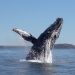 Seguimiento a una ballena sugiere nueva ruta migratoria