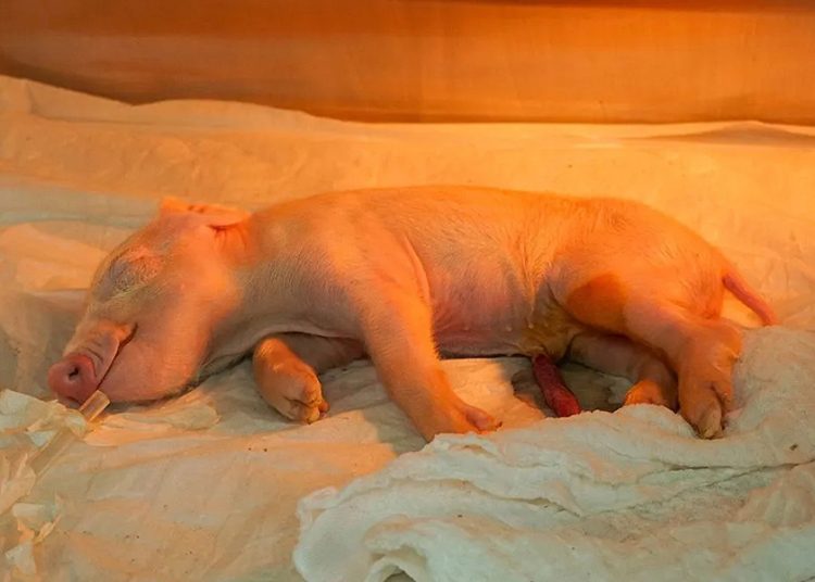 Brasil crea el primer cerdo clonado en Latinoamérica