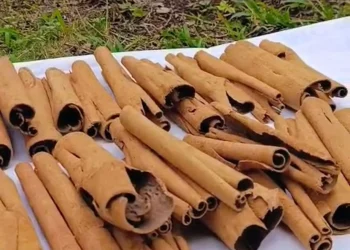 Bachilleres de Jalpan producen canela