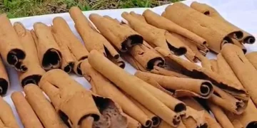Bachilleres de Jalpan producen canela