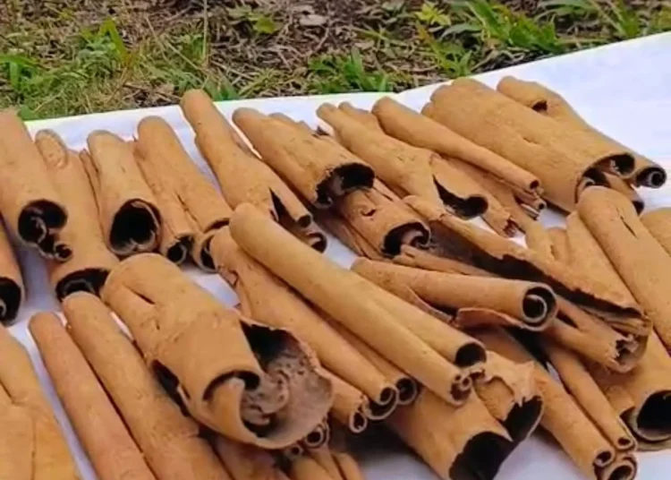Bachilleres de Jalpan producen canela