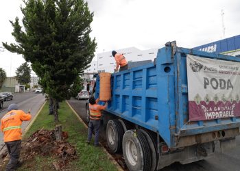 Puebla atenderá hasta 8 mil árboles en 2026