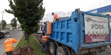 Puebla atenderá hasta 8 mil árboles en 2026