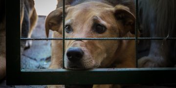 Proponen prohibir la posesión de mascotas a personas con antecendentes de maltrato