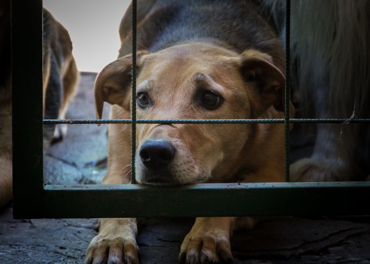 Proponen prohibir la posesión de mascotas a personas con antecendentes de maltrato