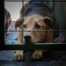 Proponen prohibir la posesión de mascotas a personas con antecendentes de maltrato