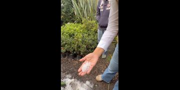Granizada daña 200 unidades de cultivo en Atlixco