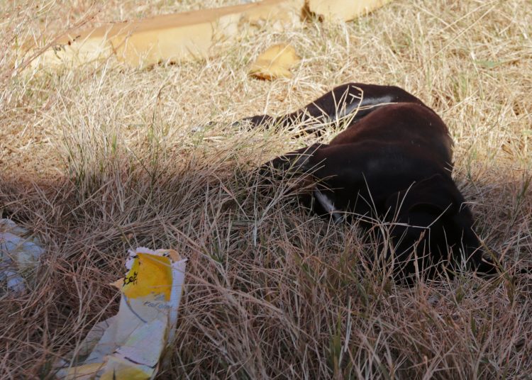 San Martín Texmelucan atiende denuncia sobre envenenamiento de caninos