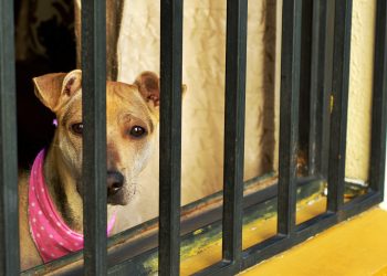 Morena propone ley para reparar daño por maltrato animal en Puebla