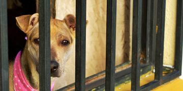 Morena propone ley para reparar daño por maltrato animal en Puebla