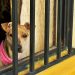 Morena propone ley para reparar daño por maltrato animal en Puebla