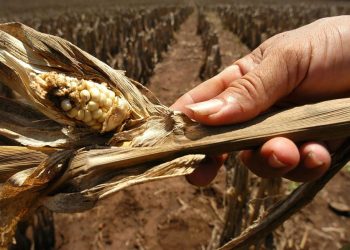 Guatemala declara la alerta amarilla por sequía