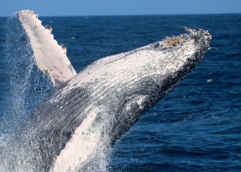 Registran viaje de ballenas jorobadas entre Australia y Brasil