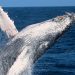 Registran viaje de ballenas jorobadas entre Australia y Brasil