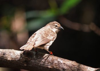 Confirman recuperación del pinzón de Galápagos