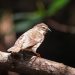 Confirman recuperación del pinzón de Galápagos