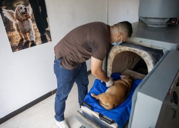 Nicaragua abre el primer crematorio para mascotas
