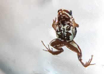 Rana venenosa del caso Navalni: codiciada mascota del tráfico ilegal.