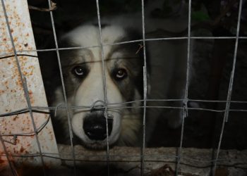 Puebla tendrá ‘maltratómetro’ para combatir violencia animal