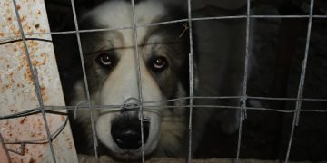Puebla tendrá ‘maltratómetro’ para combatir violencia animal